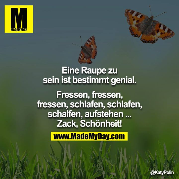 Eine Raupe zu sein ist bestimmt genial.<br />
<br />
Fressen, fressen, fressen, schlafen, schlafen, schalfen, aufstehen ... Zack, Schönheit!