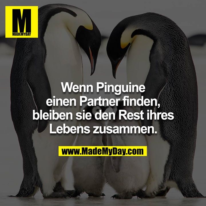 Wenn Pinguine Einen Partner Finden Made My Day