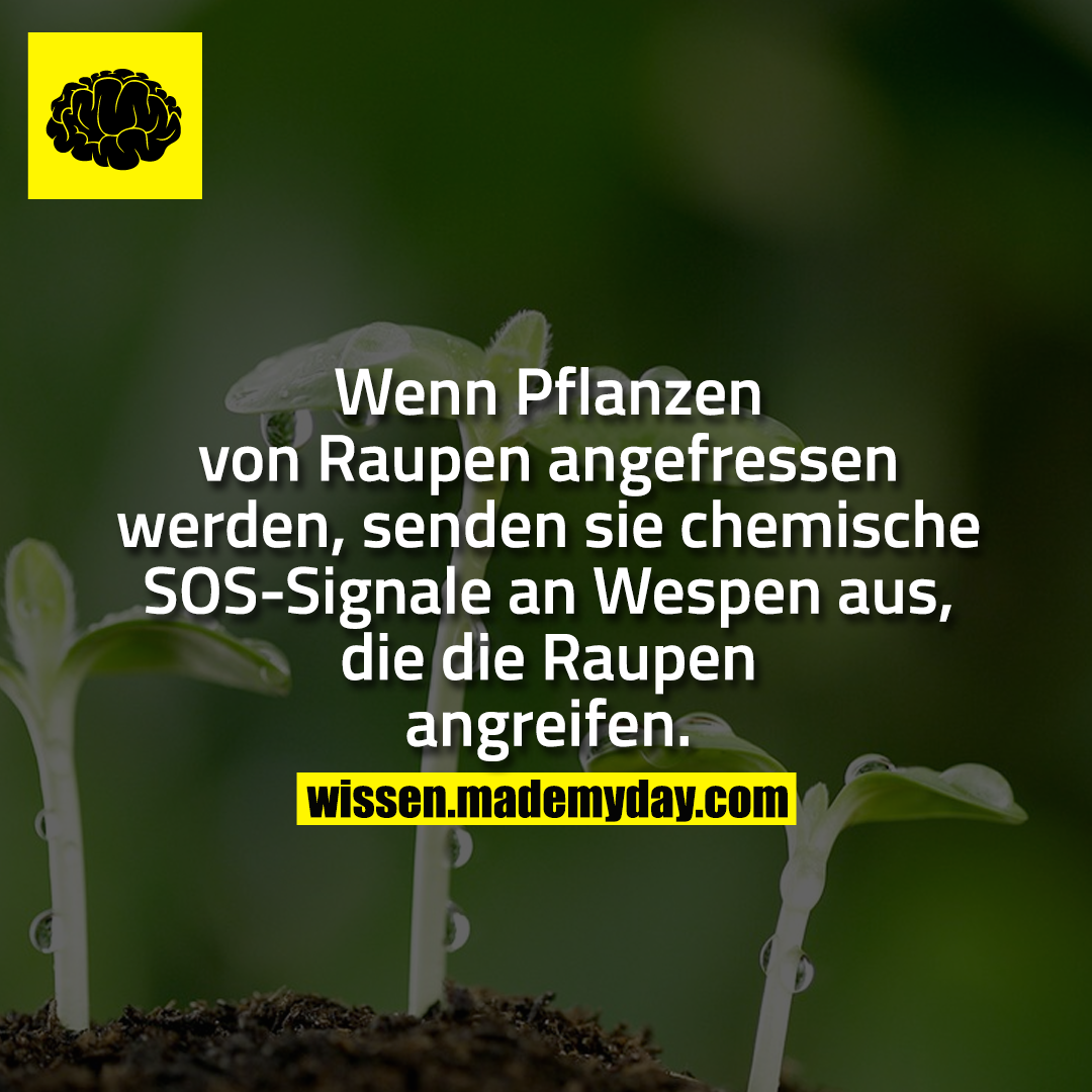 Wenn Pflanzen von Raupen angefressen werden, senden sie chemische SOS-Signale an Wespen aus, die die Raupen angreifen.