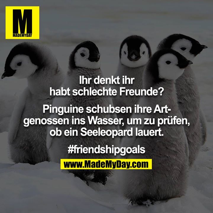 Ihr denkt ihr habt schlechte Freunde?<br />
<br />
Pinguine schubsen ihre Artgenossen ins Wasser, um zu prüfen, ob ein Seeleopard lauert.<br />
<br />
#friendshipgoals