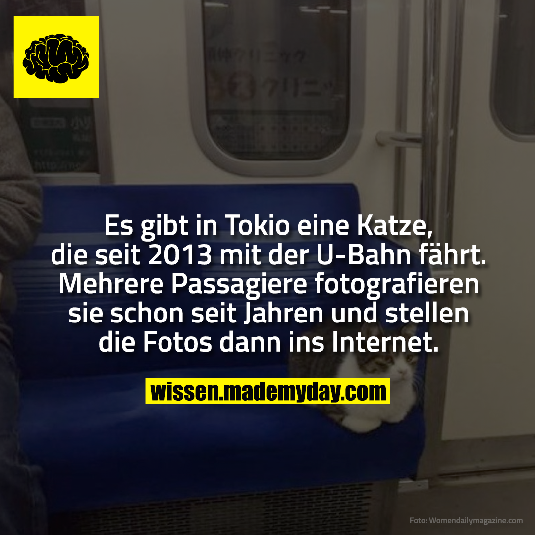 Es gibt in Tokio eine Katze, die seit 2013 mit der U-Bahn fährt. Mehrere Passagiere fotografieren sie schon seit Jahren und stellen die Fotos dann ins Internet.