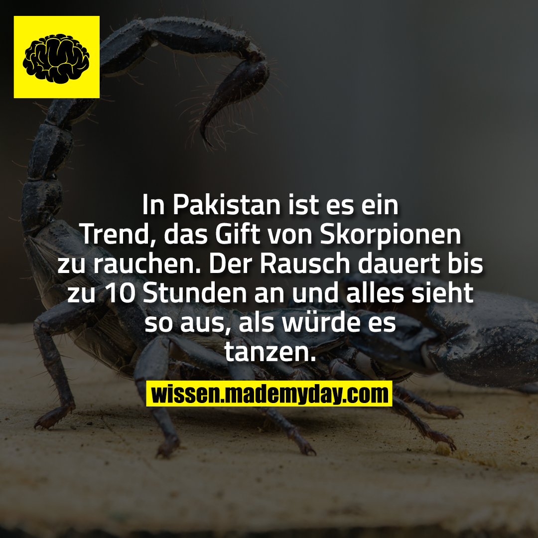 In Pakistan ist es ein Trend, das Gift von Skorpionen zu rauchen. Der Rausch dauert bis zu 10 Stunden an und alles sieht so aus, als würde es tanzen.