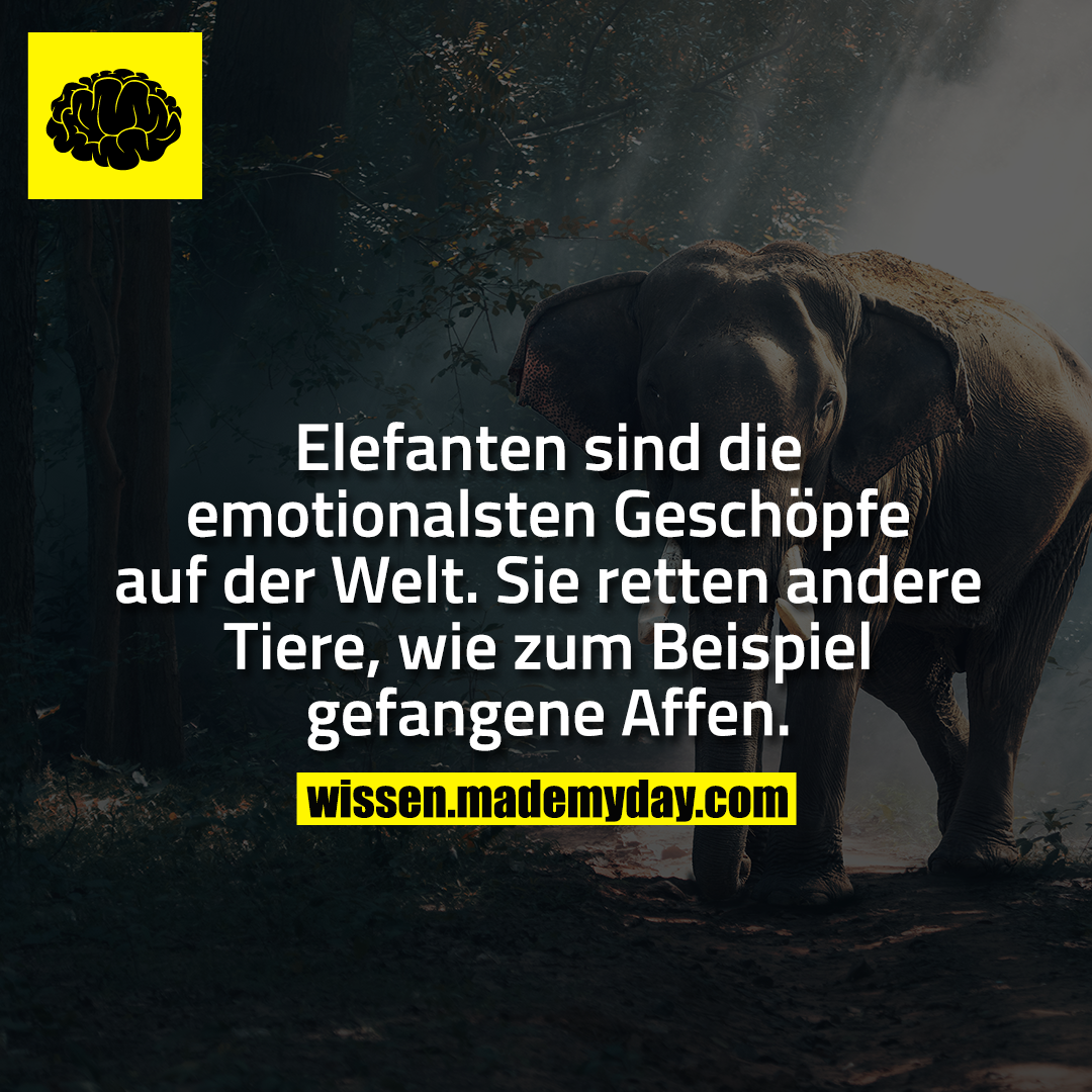Elefanten sind die emotionalsten Geschöpfe auf der Welt. Sie retten andere Tiere, wie zum Beispiel gefangene Affen.