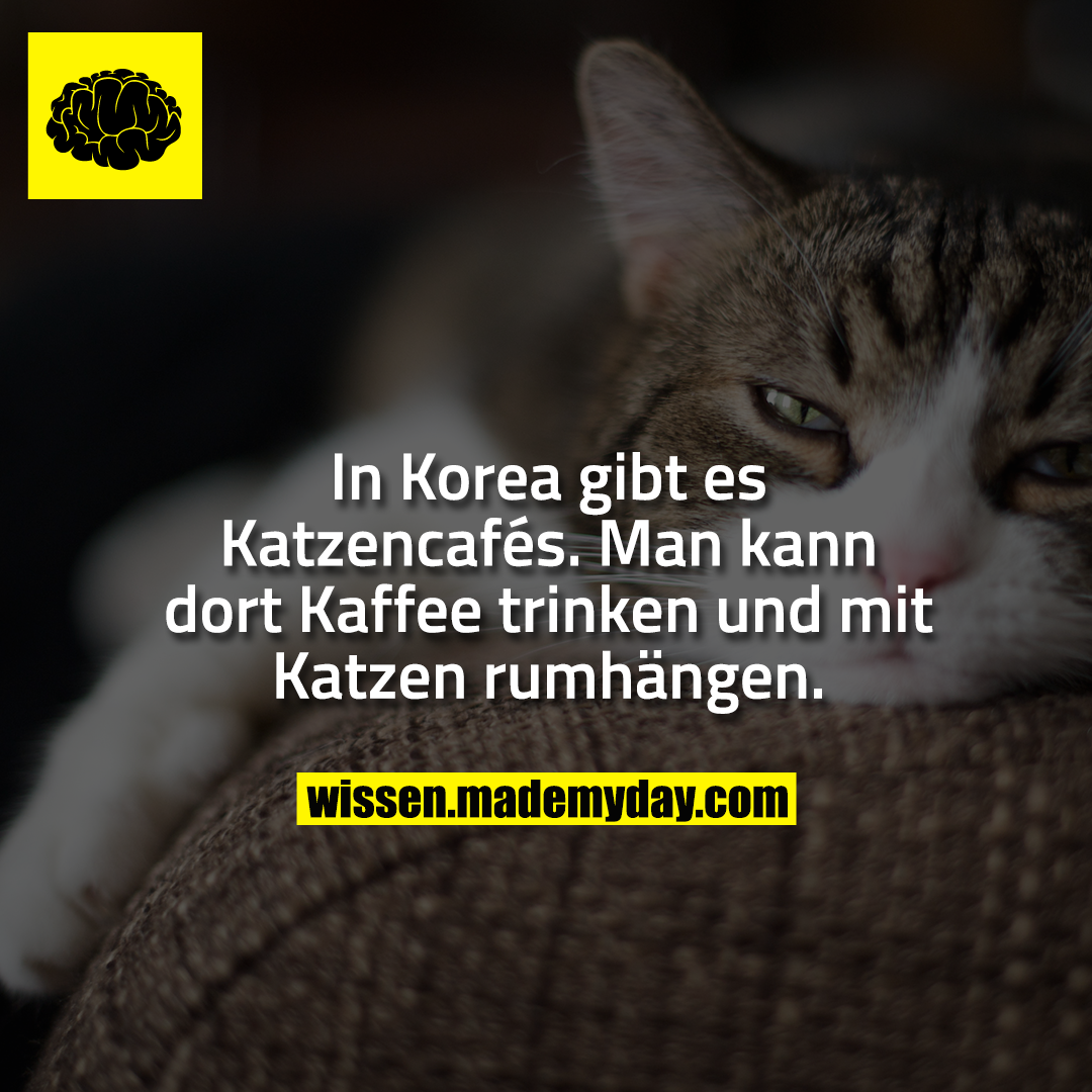 In Korea gibt es Katzencafés.<br />
Man kann dort Kaffee trinken und mit Katzen rumhängen.