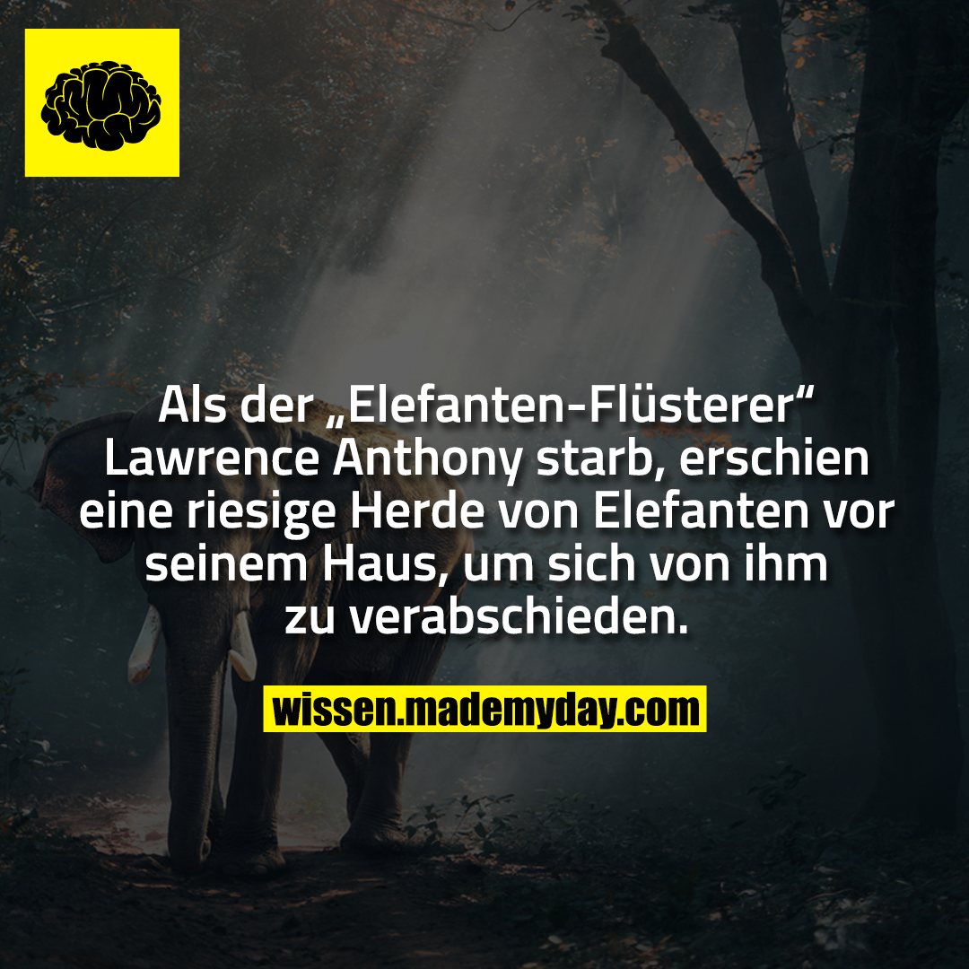 Als der „Elefanten-Flüsterer“ Lawrence Anthony starb, erschien eine riesige Herde von Elefanten vor seinem Haus, um sich von ihm zu verabschieden.