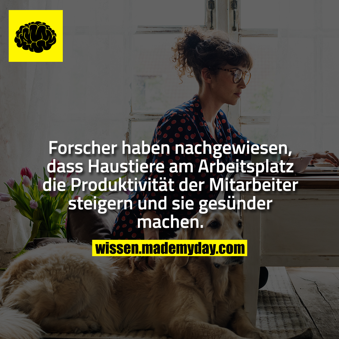 Forscher haben nachgewiesen, dass Haustiere am Arbeitsplatz die Produktivität der Mitarbeiter steigern und sie gesünder machen.