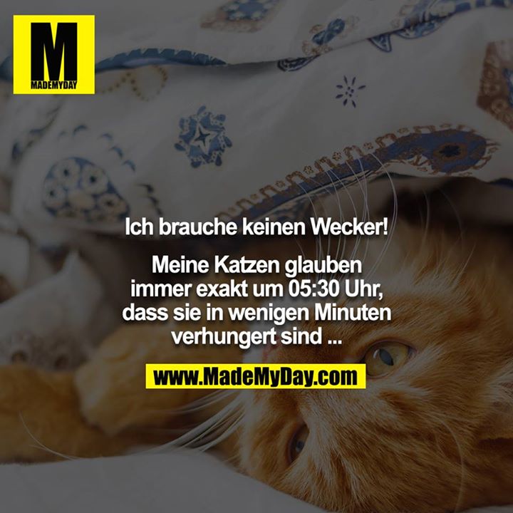 Ich brauche keinen Wecker!<br />
<br />
Meine Katzen glauben immer exakt um 05:30 Uhr, dass sie in wenigen Minuten verhungert sind ...