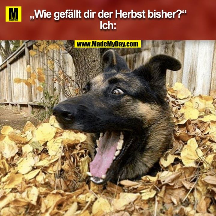 "Wie gefällt dir der Herbst bisher?"<br />
Ich: