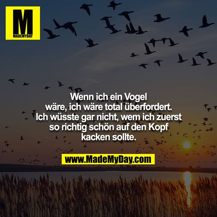Wenn ich ein Vogel wäre, ich wäre total überfordert. Ich wüsste gar nicht, wem ich zuerst so richtig schön auf den Kopf kacken sollte.