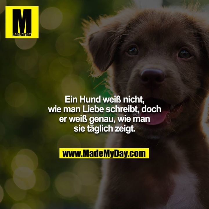 Ein Hund weiß nicht, wie man Liebe schreibt, doch er weiß genau, wie man sie täglich zeigt.