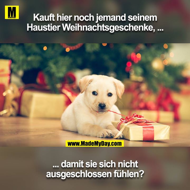 Kauft hier noch jemand seinem Haustier Weihnachtsgeschenke, damit sie sich nicht ausgeschlossen fühlen?