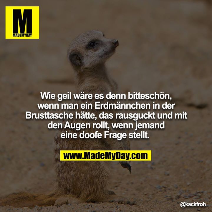 Wie geil wäre es denn bitteschön, wenn man ein Erdmännchen in der Brusttasche hätte, das rausguckt und mit den Augen rollt, wenn jemand eine doofe Frage stellt.