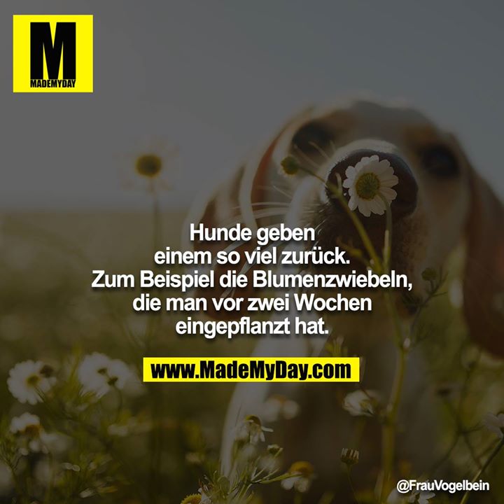 Hunde geben einem so viel zurück. Zum Beispiel die Blumenzwiebeln, die man vor zwei Wochen eingepflanzt hat.