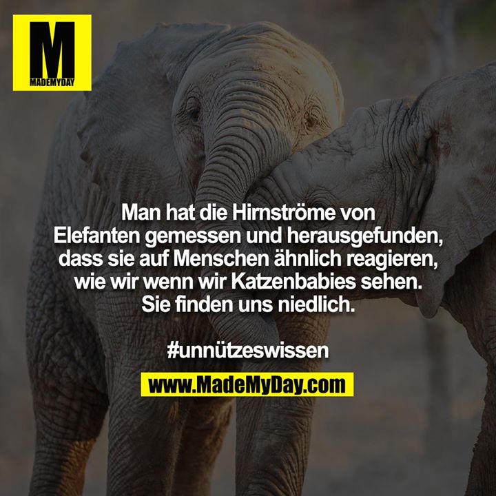 Man hat die Hirnströme von Elefanten gemessen und herausgefunden, dass sie auf Menschen ähnlich reagieren, wie wir wenn wir Katzenbabies sehen.<br />
Sie finden uns niedlich.<br />
<br />
#unnützeswissen
