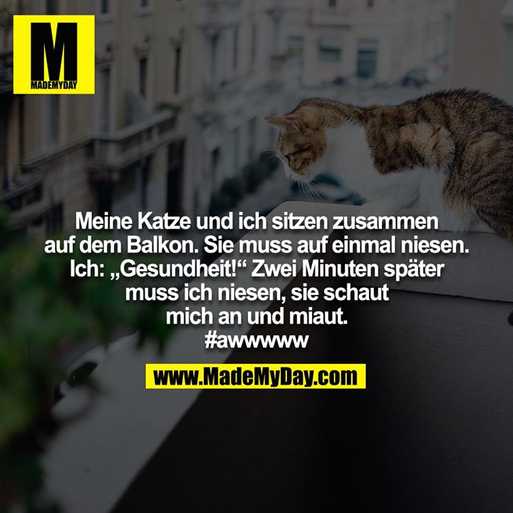 Meine Katze und ich sitzen zusammen auf dem Balkon. Sie muss auf einmal niesen. Ich: „Gesundheit!“ Zwei Minuten später muss ich niesen, sie schaut mich an und miaut.<br />
#awwwww