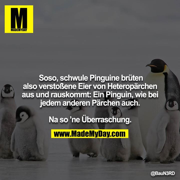 Soso, schwule Pinguine brüten also verstoßene Eier von Heteropärchen aus und rauskommt: Ein Pinguin, wie bei<br />
jedem anderen Pärchen auch.<br />
<br />
Na so ’ne Überraschung.