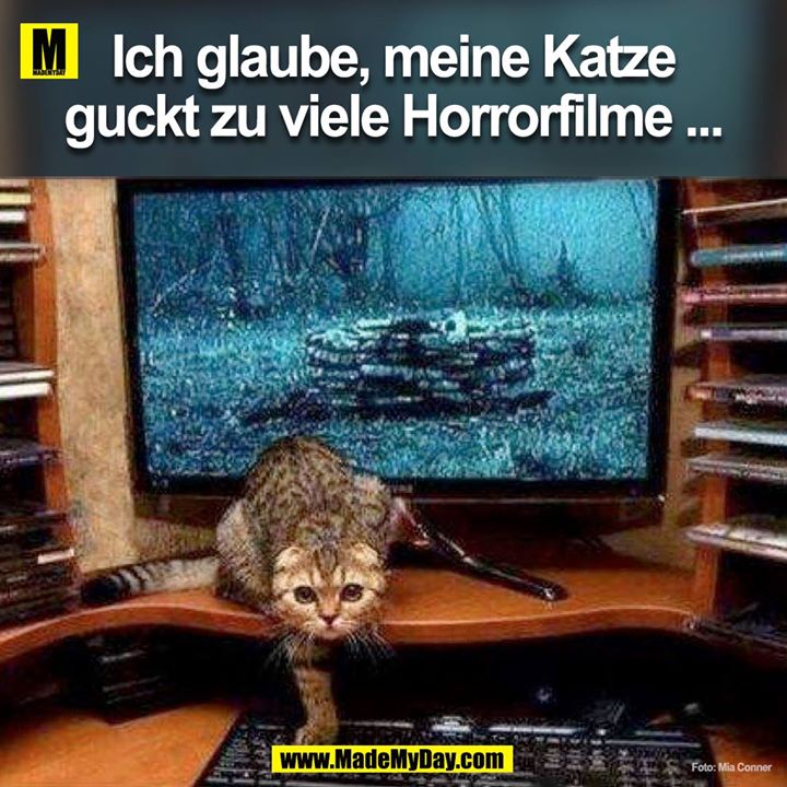 Ich glaube, meine Katze guckt zu viele Horrorfilme...