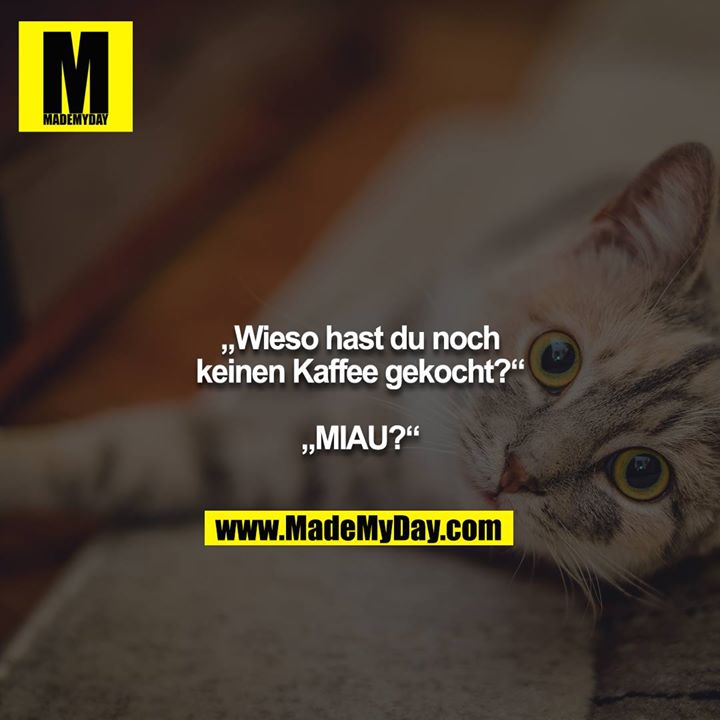 „Wieso hast du noch keinen Kaffee gekocht?“<br />
<br />
„MIAU?“