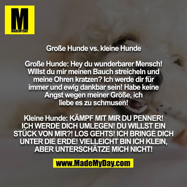 Große Hunde vs. kleine Hunde<br />
<br />
Große Hunde: Hey du wunderbarer Mensch! Willst du mir meinen Bauch streicheln und meine Ohren kratzen? Ich werde dir für immer und ewig dankbar sein! Habe keine Angst wegen meiner Größe, ich liebe es zu schmusen!<br />
<br />
Kleine Hunde: KÄMPF MIT MIR DU PENNER! ICH WERDE DICH UMLEGEN! DU WILLST EIN STÜCK VON MIR?! LOS GEHTS! ICH BRINGE DICH UNTER DIE ERDE! VIELLEICHT BIN ICH KLEIN, ABER UNTERSCHÄTZE MICH NICHT!