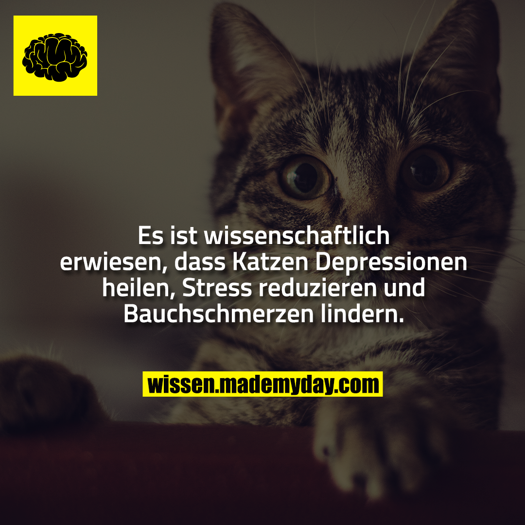 Es ist wissenschaftlich erwiesen, dass Katzen Depressionen heilen, Stress reduzieren und Bauchschmerzen lindern.