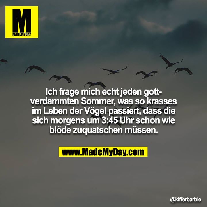 Ich frage mich echt jeden gottverdammten Sommer, was so krasses im Leben der Vögel passiert, dass die sich morgens um 3:45 Uhr schon wie blöde zuquatschen müssen.