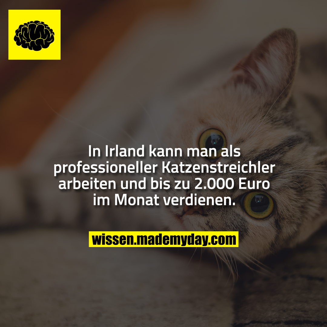 In Irland kann man als professioneller Katzenstreichler arbeiten und bis zu 2.000 Euro im Monat verdienen.
