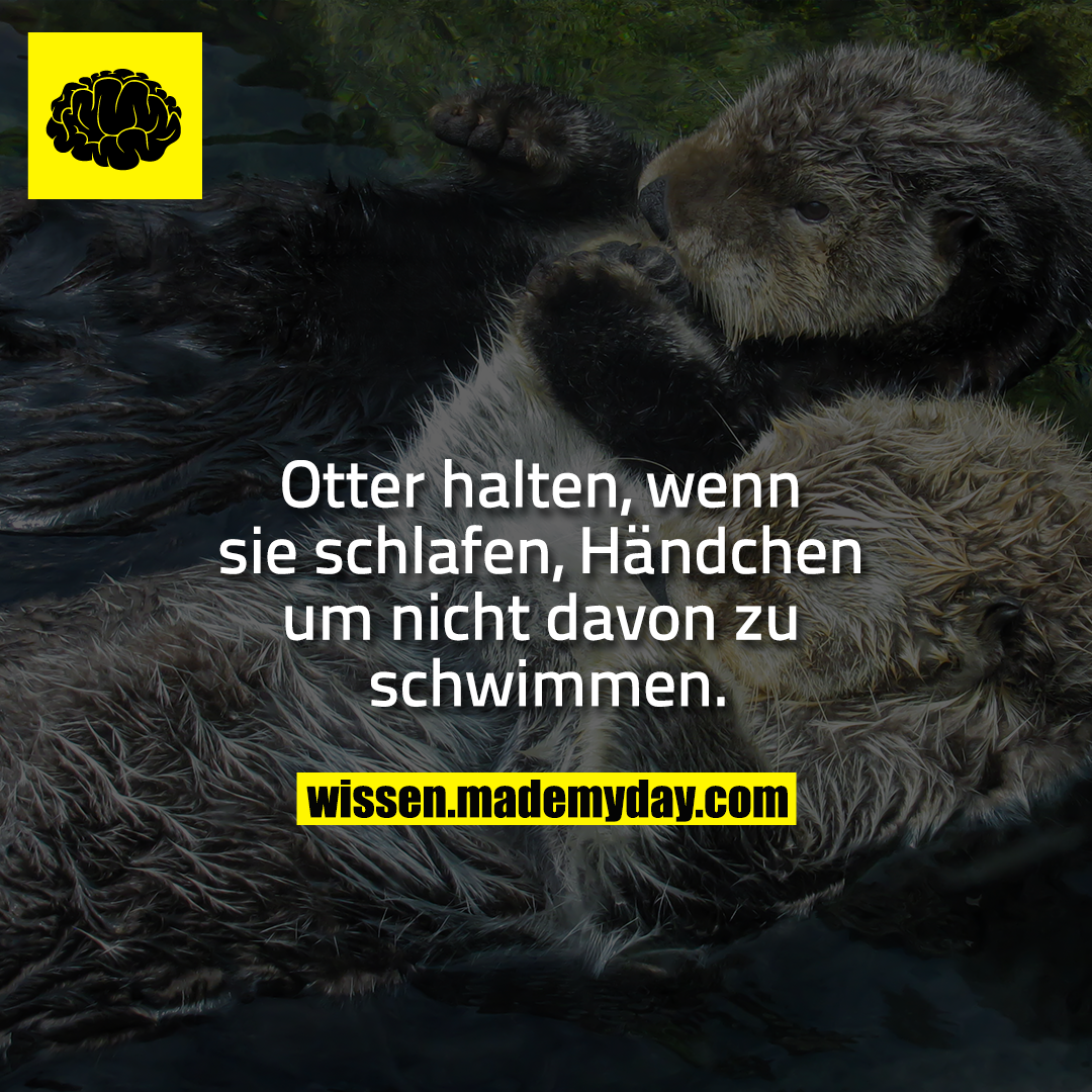 Otter halten, wenn sie schlafen, Händchen um nicht davon zu schwimmen.