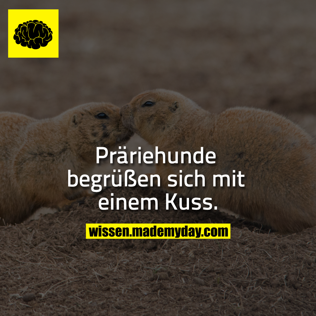 Präriehunde begrüßen sich mit einem Kuss.