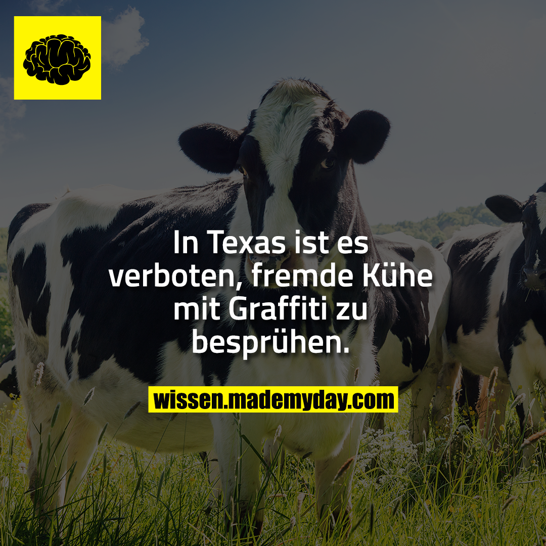 In Texas ist es verboten,<br />
fremde Kühe mit Graffiti zu<br />
besprühen. 