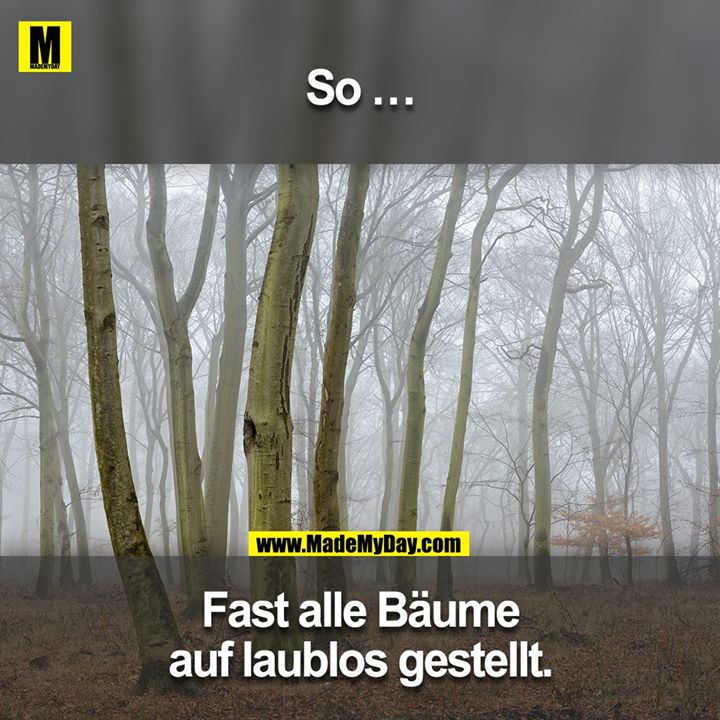 So ... Fast alle Bäume auf laublos gestellt.