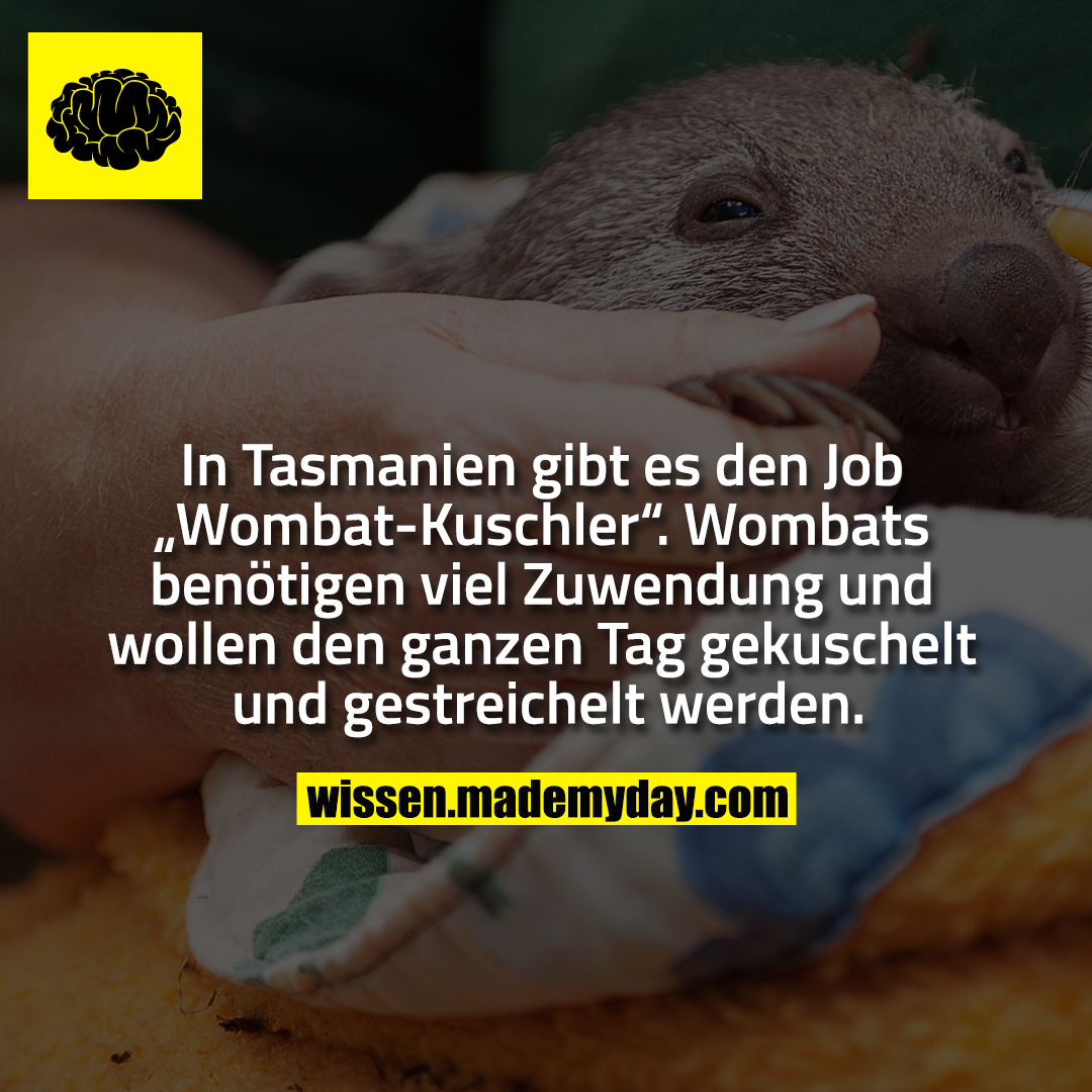 In Tasmanien gibt es den Job „Wombat-Kuschler“. Wombats benötigen viel Zuwendung und wollen den ganzen Tag gekuschelt und gestreichelt werden.