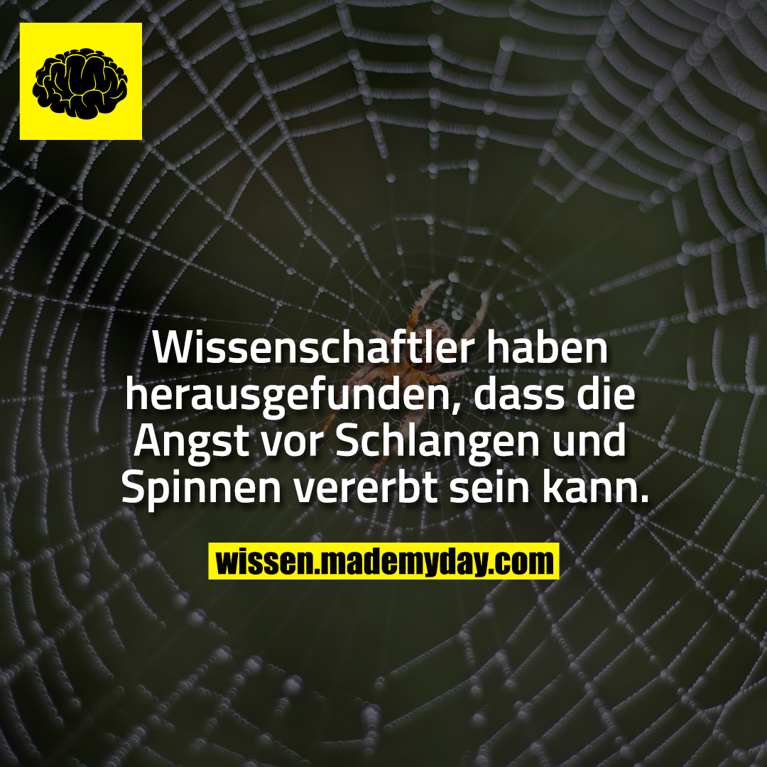 Wissenschaftler haben herausgefunden, dass die Angst vor Schlangen und Spinnen vererbt sein kann.