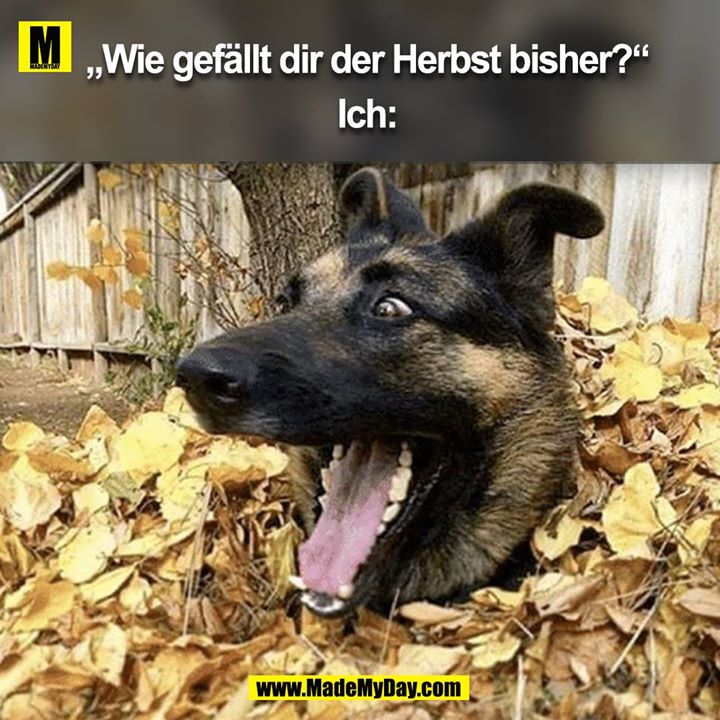 "Wie gefällt dir der Herbst bisher?" Ich: