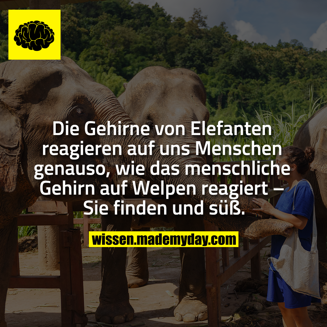 Die Gehirne von Elefanten reagieren auf uns Menschen genauso, wie das menschliche Gehirn auf Welpen reagiert – Sie finden und süß.
