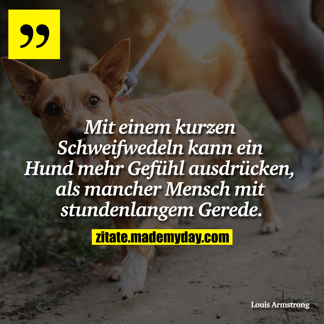 Mit einem kurzen Schweifwedeln kann ein Hund mehr Gefühl ausdrücken, als mancher Mensch mit stundenlangem Gerede.