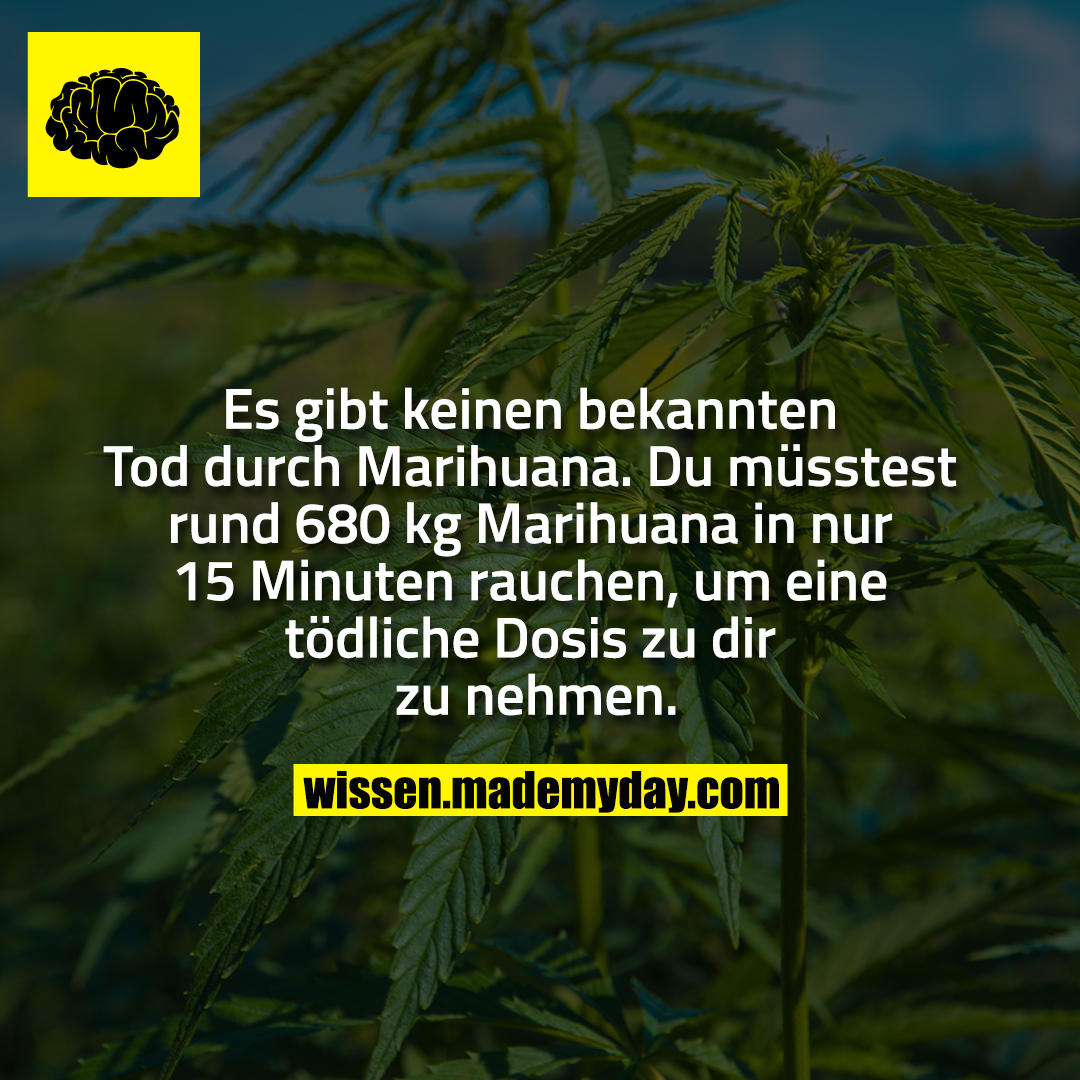 Es gibt keinen bekannten Tod durch Marihuana. Du müsstest rund 680 kg Marihuana in nur 15 Minuten rauchen, um eine tödliche Dosis zu dir zu nehmen.