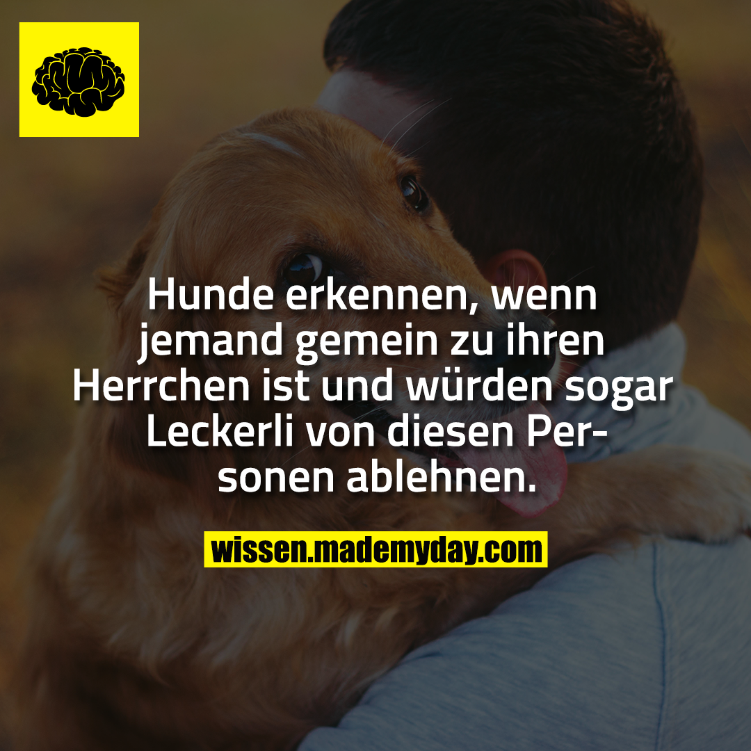 Hunde erkennen, wenn jemand gemein zu ihren Herrchen ist und würden sogar Leckerli von diesen Personen ablehnen.