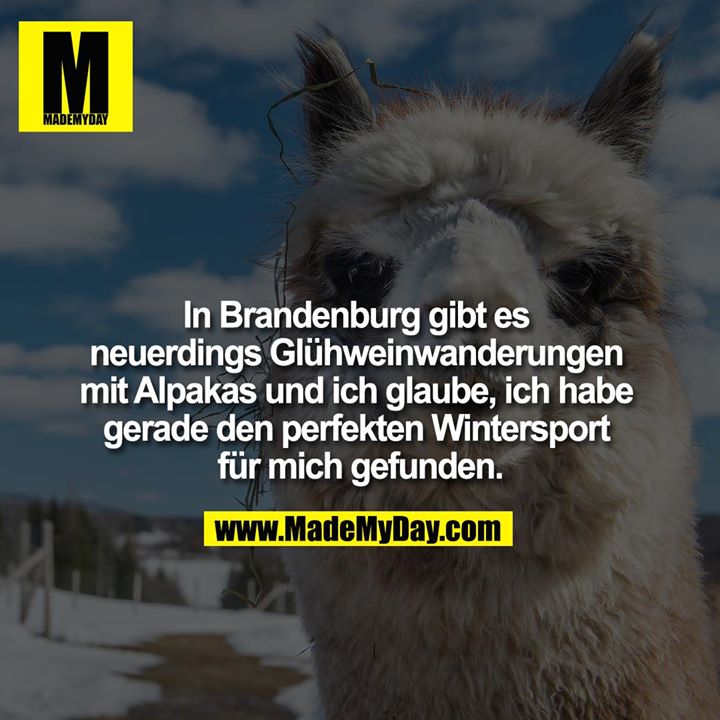 In Brandenburg gibt es neuerdings Glühweinwanderungen mit Alpakas und ich glaube, ich habe gerade den perfekten Wintersport für mich gefunden.