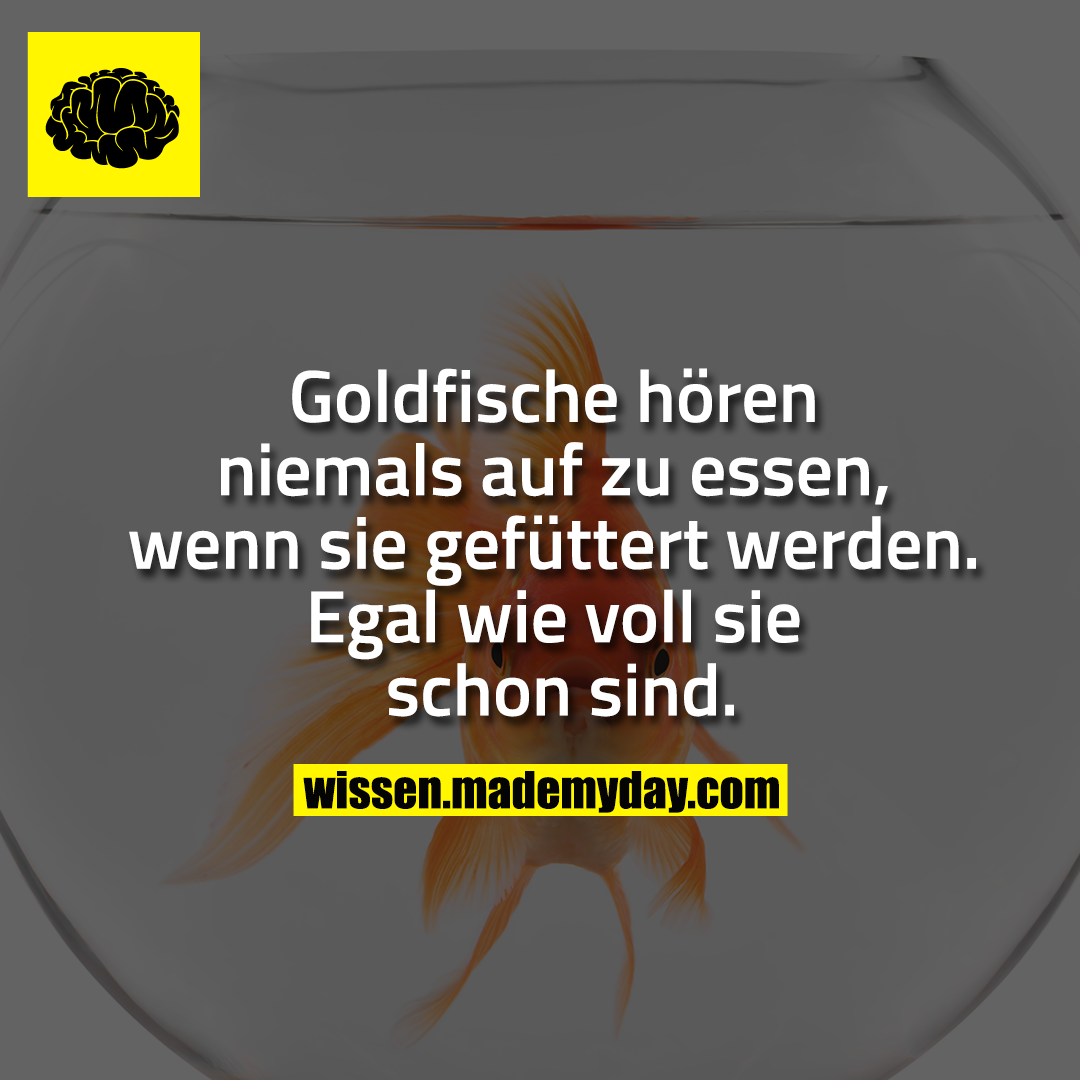 Goldfische hören niemals auf zu essen, wenn sie gefüttert werden. Egal wie voll sie schon sind.
