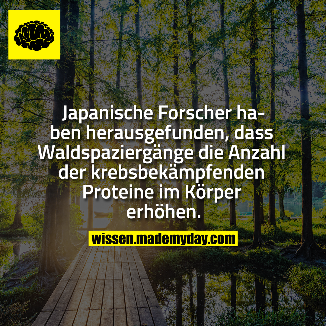 Japanische Forscher haben herausgefunden, dass Waldspaziergänge die Anzahl der krebsbekämpfenden Proteine im Körper erhöhen.