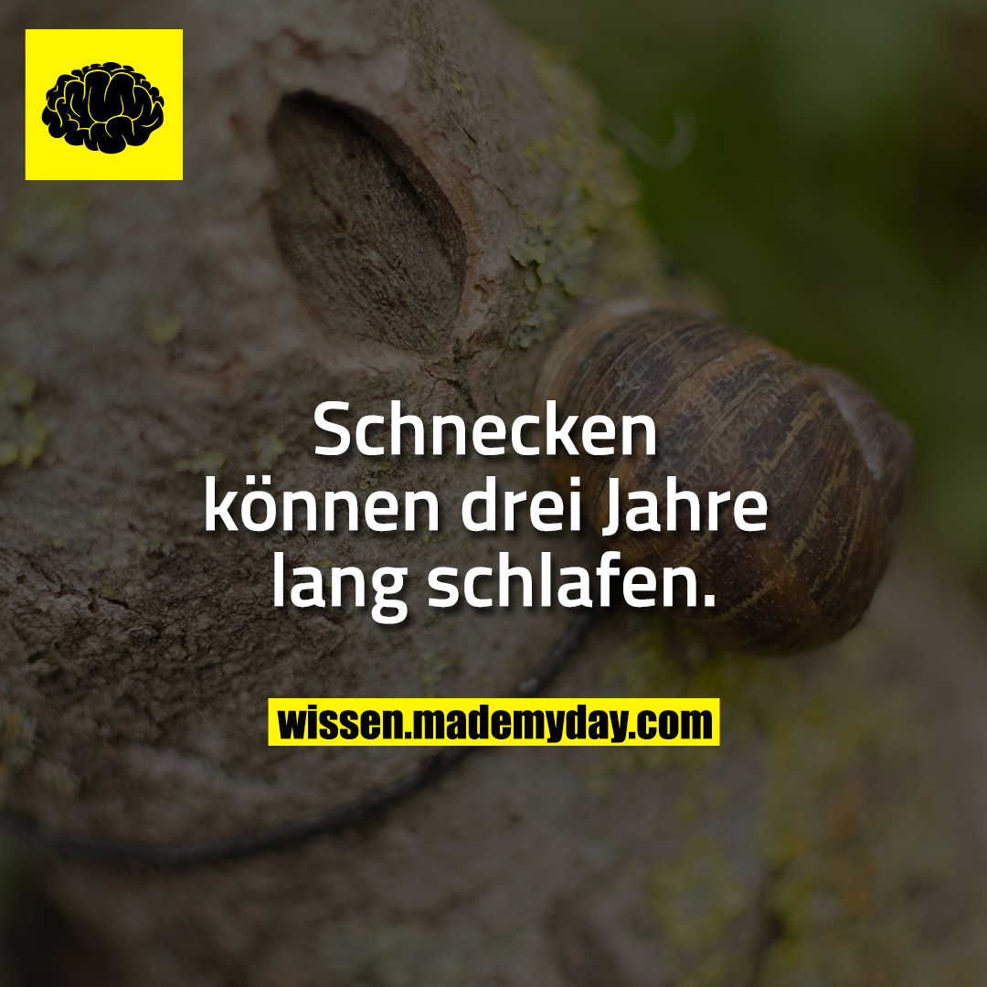 Schnecken können drei Jahre lang schlafen.