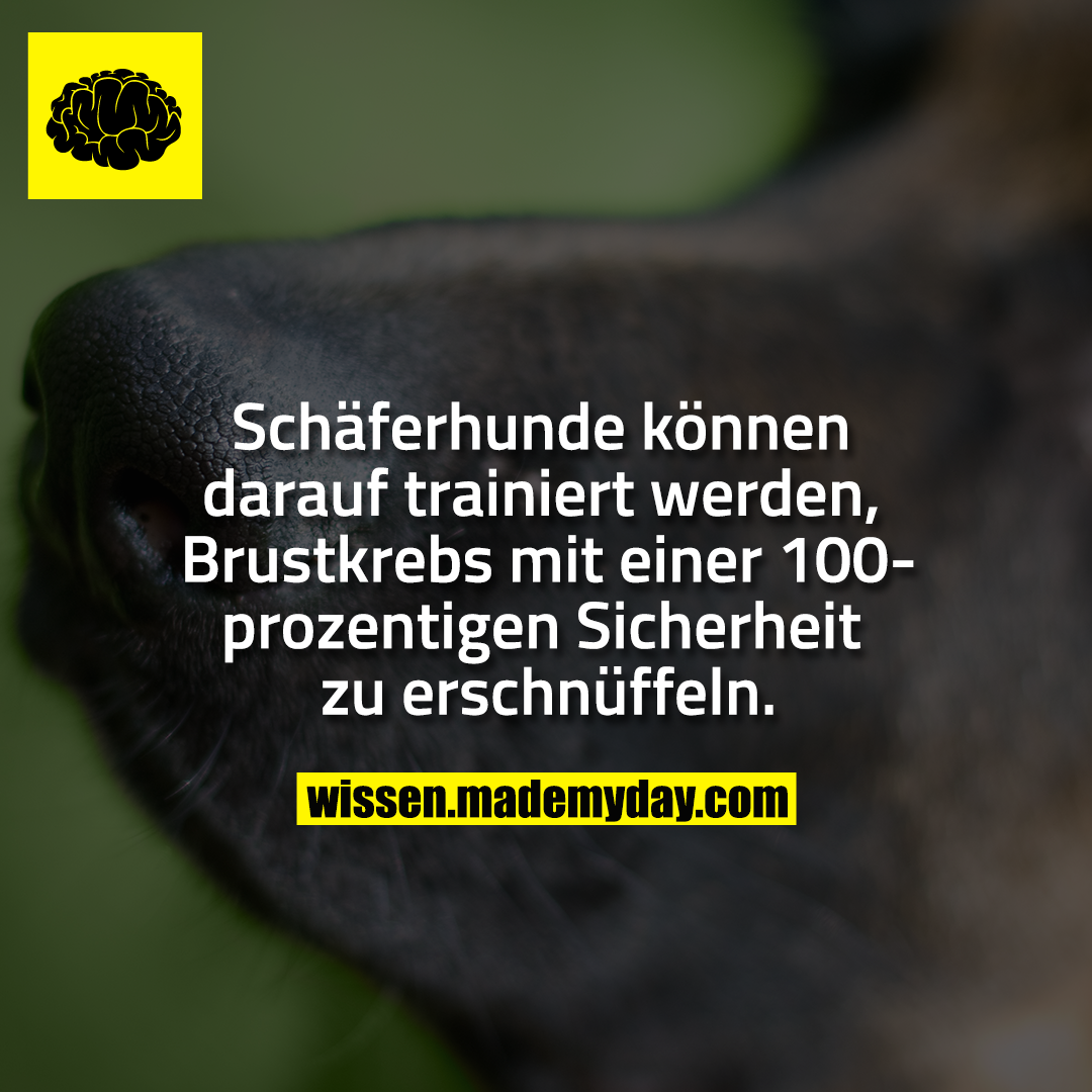 Schäferhunde können darauf trainiert werden, Brustkrebs mit einer 100-prozentigen Sicherheit zu erschnüffeln.