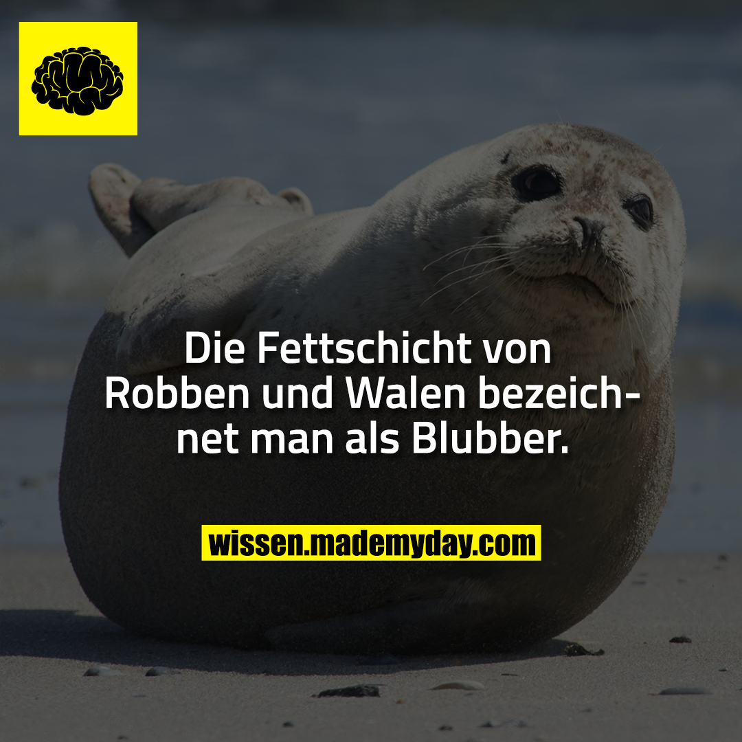 Die Fettschicht von Robben und Walen bezeichnet man als Blubber.