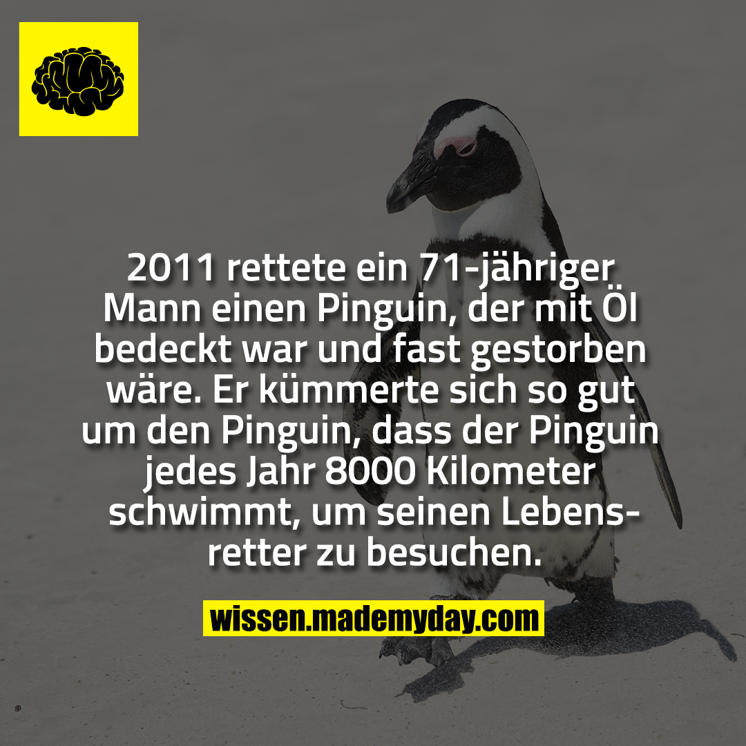 2011 rettete ein 71-jähriger Mann einen Pinguin, der mit Öl bedeckt war und fast gestorben wäre. Er kümmerte sich so gut um den Pinguin, dass der Pinguin jedes Jahr 8000 Kilometer schwimmt, um seinen Lebensretter zu besuchen.