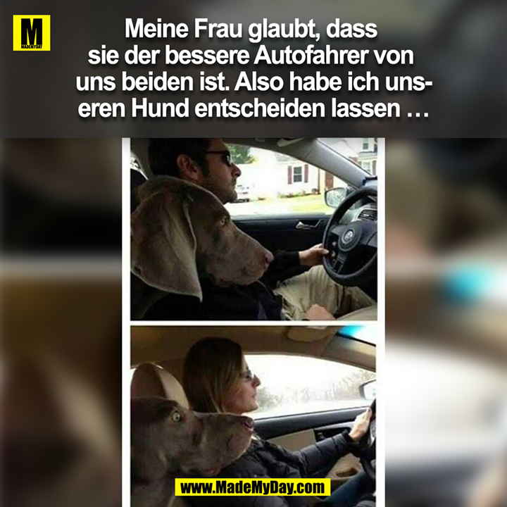 Meine Frau glaubt, dass sie die bessere Autofahrerin von uns beiden ist. Also ließ ich unseren Hund entscheiden …