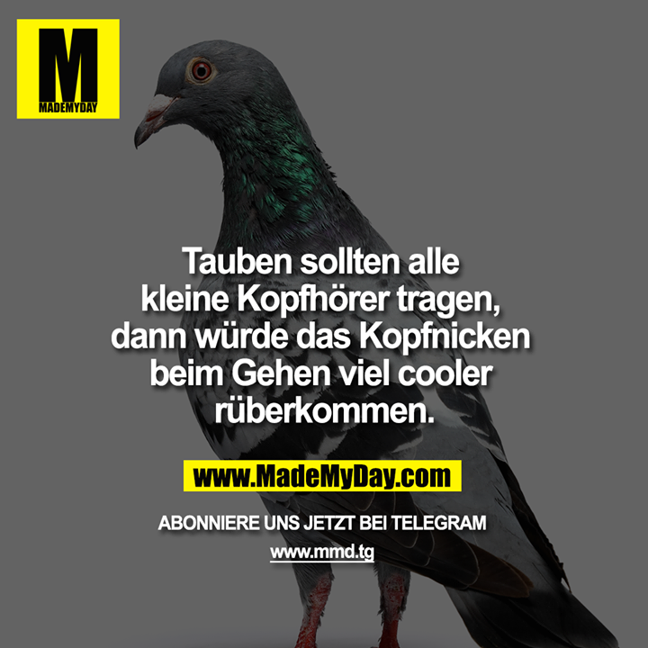 Tauben sollten alle kleine Kopfhörer tragen, dann würde das Kopfnicken beim Gehen viel cooler rüberkommen.