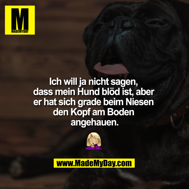Ich will ja nicht sagen, dass mein Hund blöd ist, aber er hat sich grade beim Niesen den Kopf am Boden angehauen.<br />
<br />
#?????
