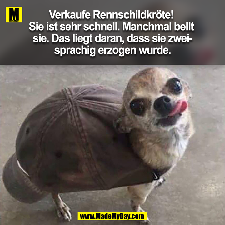 Verkaufe Rennschildkröte! Sie ist sehr schnell. Manchmal bellt sie. Das liegt daran, dass sie zweisprachig erzogen wurde.