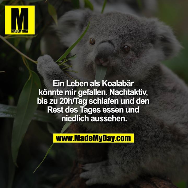 Ein Leben als Koalabär könnte mir gefallen. Nachtaktiv, bis zu 20h/Tag schlafen und den Rest des Tages essen und niedlich aussehen.
