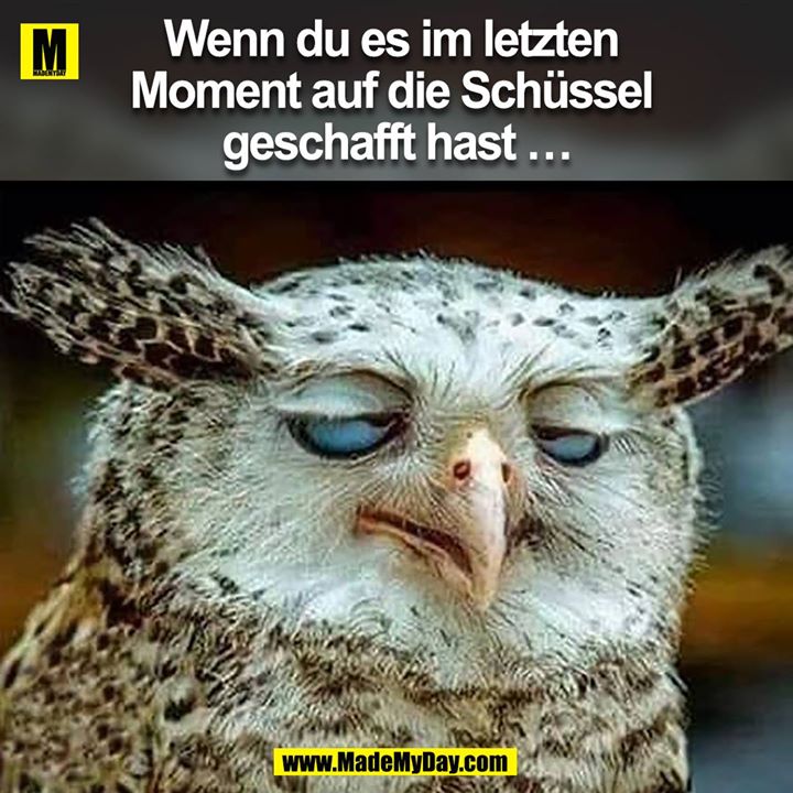 Wenn du es im letzten Moment auf die Schüssel geschafft hast ...